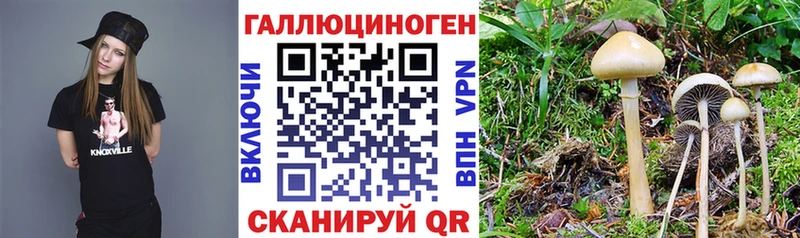 где найти   Белоозёрский  Псилоцибиновые грибы GOLDEN TEACHER 